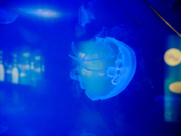 Jelly fish at ZSL