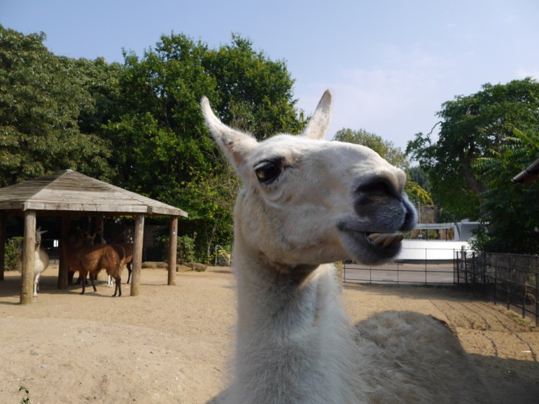Llamas at London Zoo