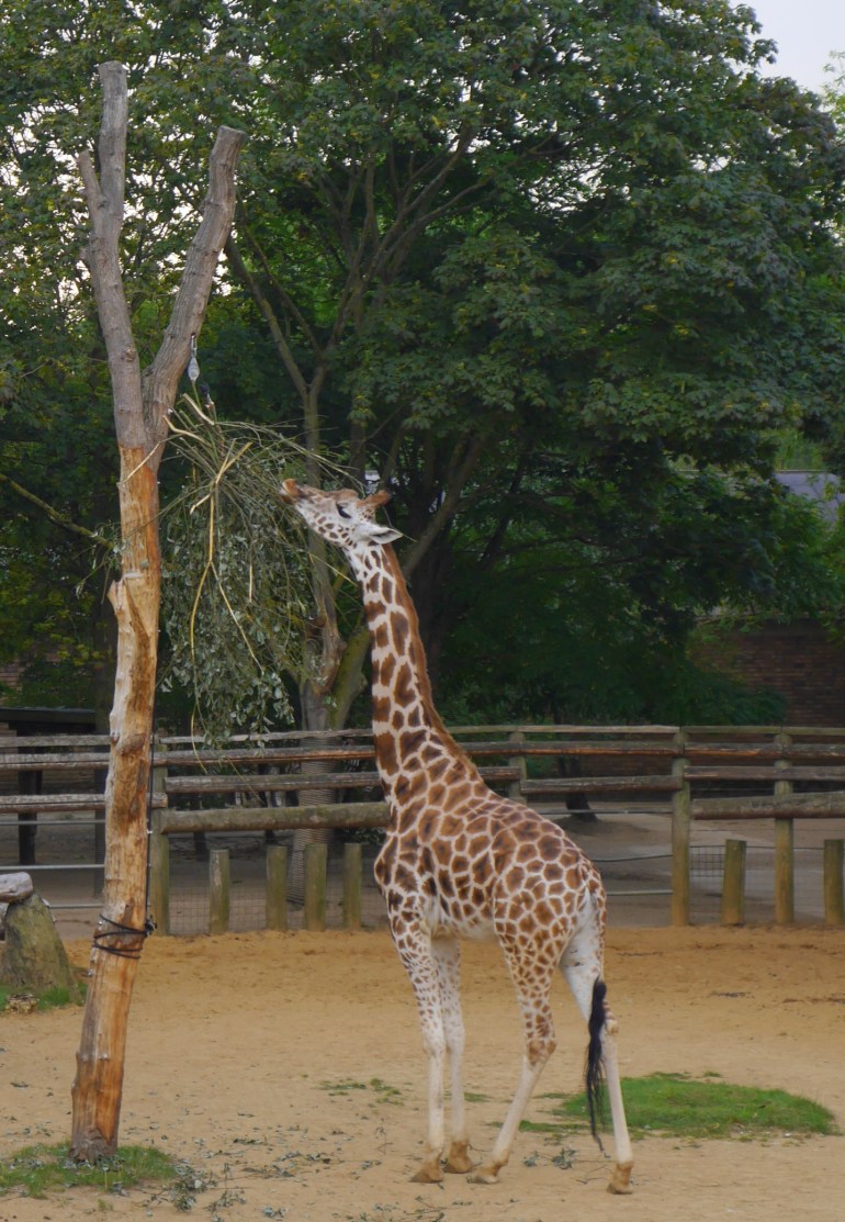 Giraffe at ZSL