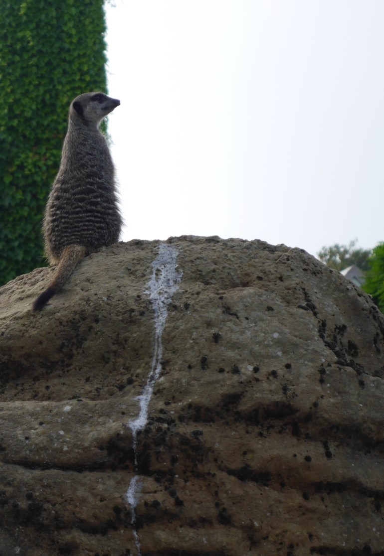 Meerkat atop rock