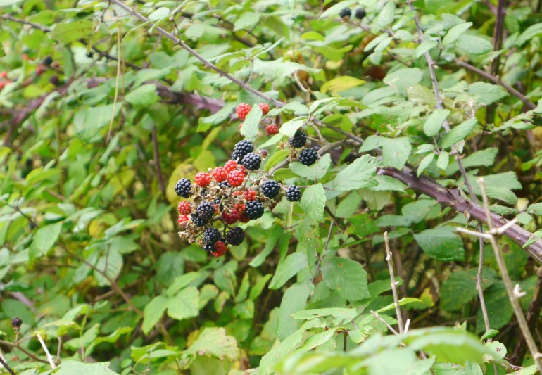 Blackberries at Holkham