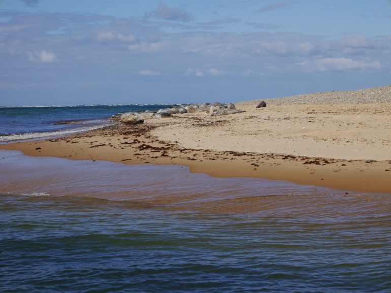 Seals on Blakeney Point