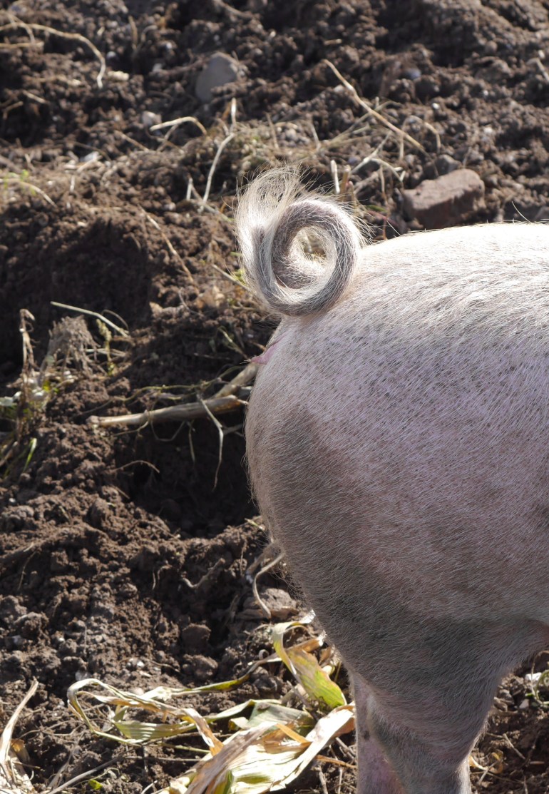 Curly Pig Tail