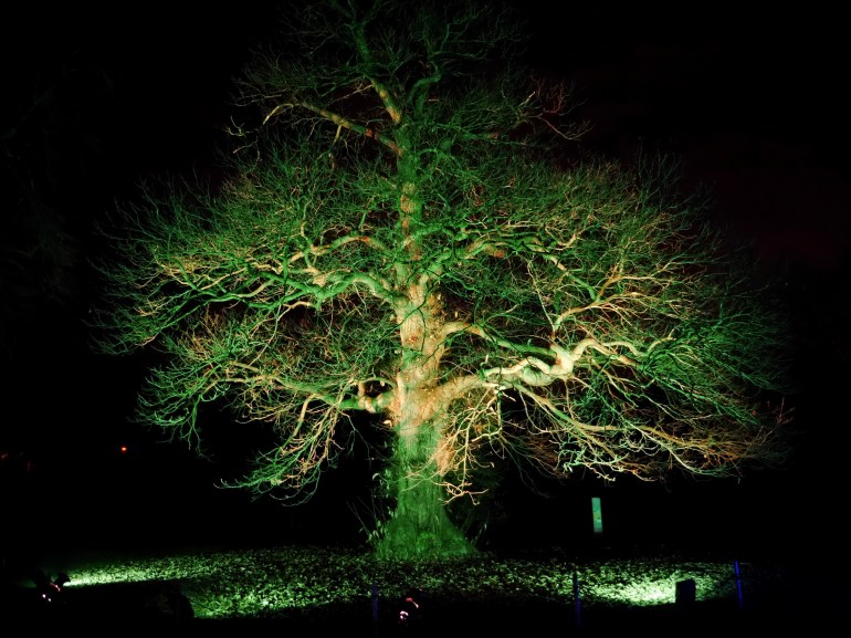 Illuminated Tree at Kew Gardens