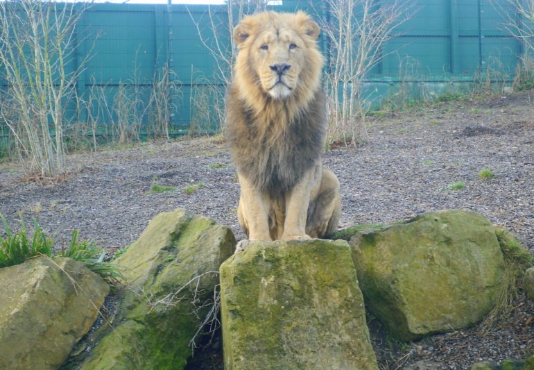 Lion at Dublin Zoo