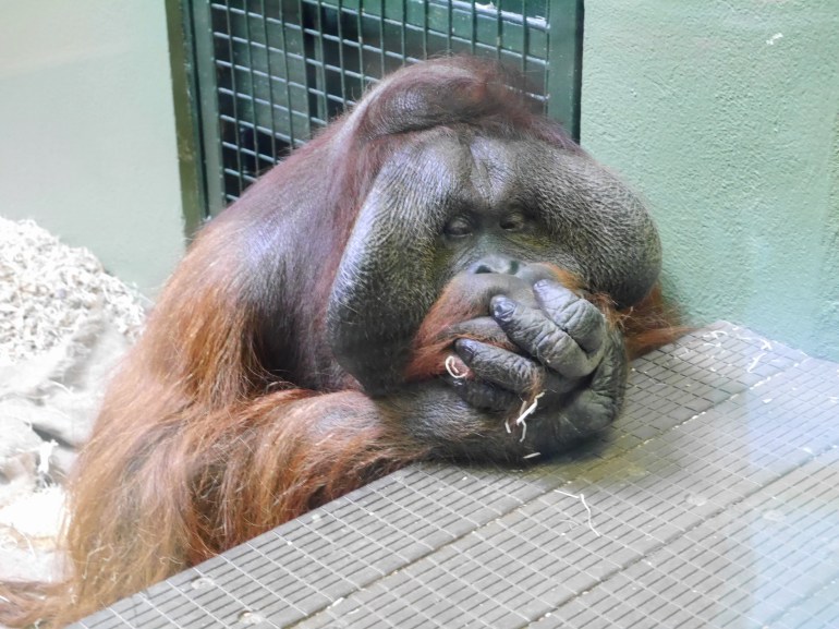 Orangutan at Dublin Zoo