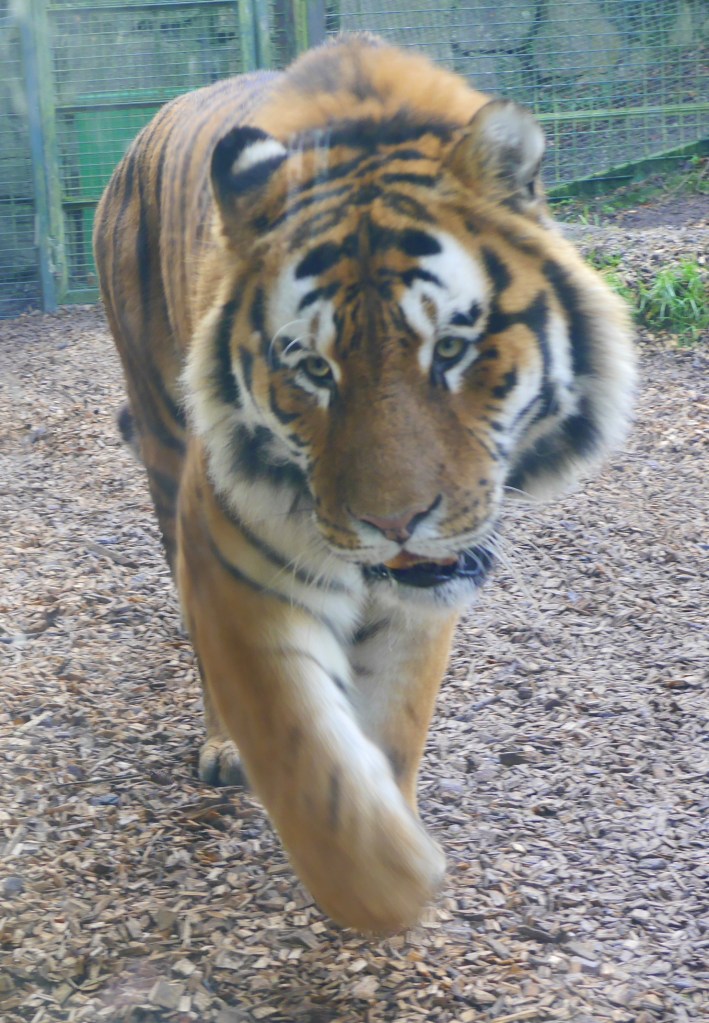 Tiger at Dublin Zoo