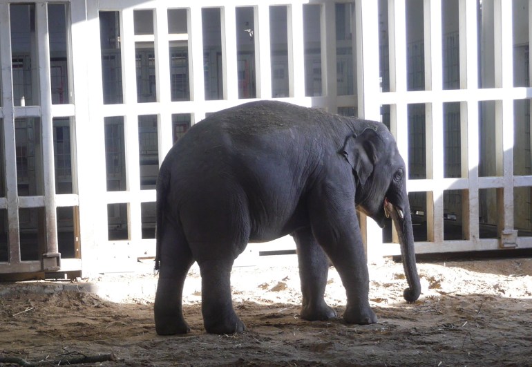 Baby Elephant at Dublin Zoo