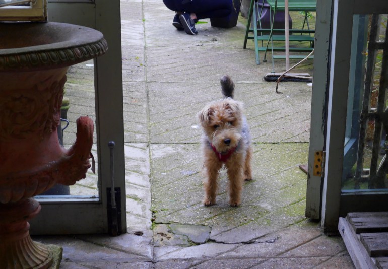 Cute Dog in Brighton